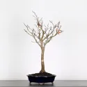 HÊTRE "FAGUS SYLVATICA" 1-3