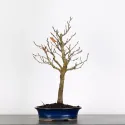 HÊTRE "FAGUS SYLVATICA" 1-5
