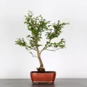 CAMELLIA TRANSNOKOENSIS 6-4