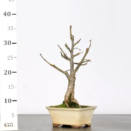 image supplémentaire - BONSAI TILLEUL "TILIA" 2-4