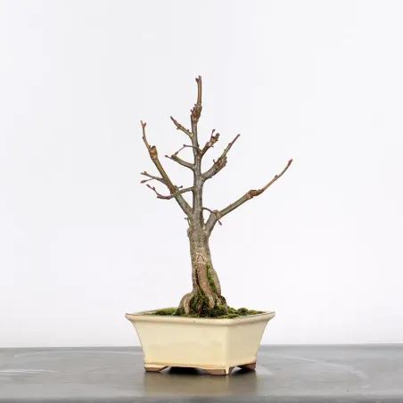 BONSAI TILLEUL "TILIA" 2-4