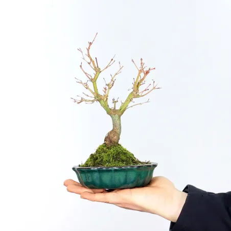 ACER PALMATUM SHOHIN 1-8