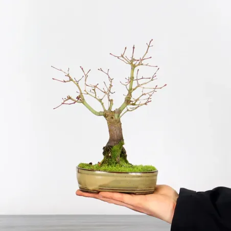 Palmatum Maple Bonsai APS-2-27