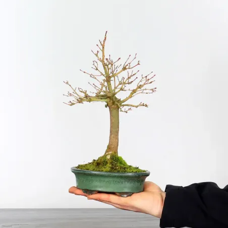 ACER PALMATUM SHOHIN 3-2