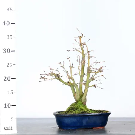 Palmatum Shohin Maple Bonsai APS-3-17