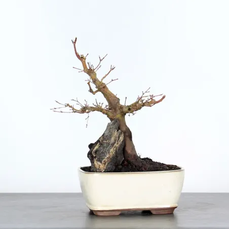 Bonsai Acer Palmatum AP-2-1