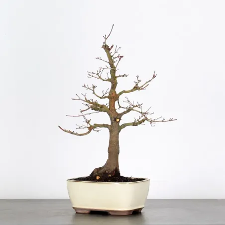 ACER PALMATUM AP 2-2