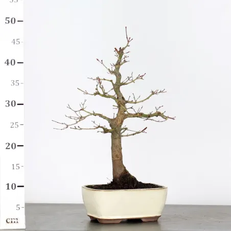 image supplémentaire - ACER PALMATUM AP 2-2