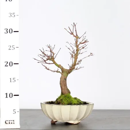image supplémentaire - ACER PALMATUM AP 2-12