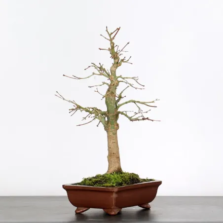 ACER PALMATUM AP 2-21