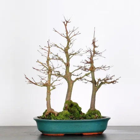 ACER PALMATUM APF-3-10