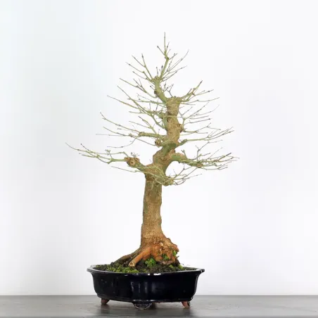 image supplémentaire - ACER PALMATUM AP 3-9