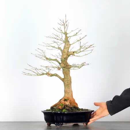 ACER PALMATUM AP 3-9