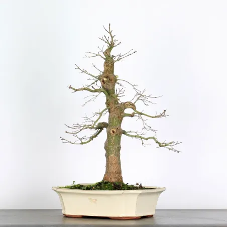 ACER PALMATUM AP 3-10