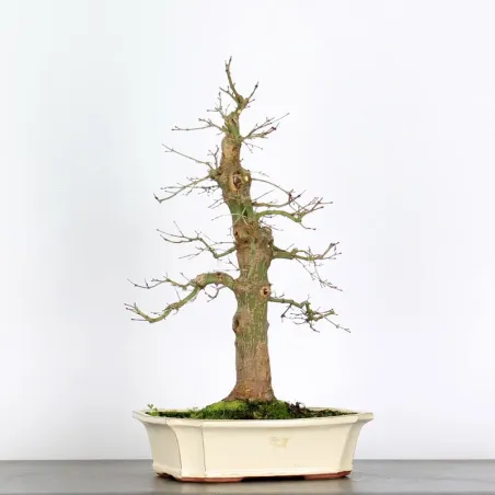 image supplémentaire - ACER PALMATUM AP 3-10