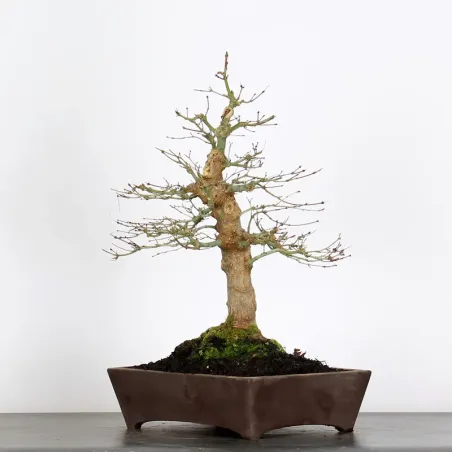 ACER PALMATUM AP 3-11