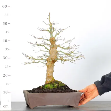 image supplémentaire - ACER PALMATUM AP 3-11