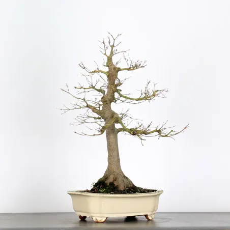 ACER PALMATUM AP-4-2