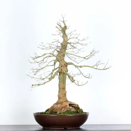 ACER PALMATUM AP-4-10