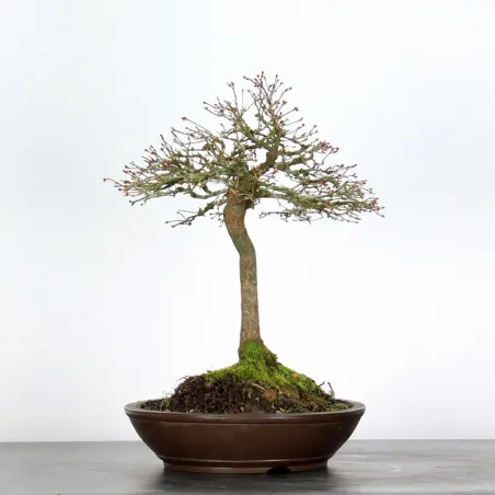 Kiyohime Maple Bonsai AK-1-1