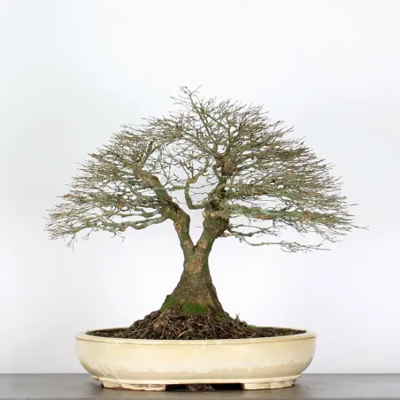 Kiyohime Maple Bonsai AK-4-1