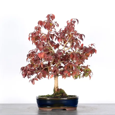 BONSAI EUGÉNIA 1-1