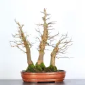 Érable "ACER BUERGÉRIANUM" FORET ABF-1-9