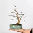 CHARME "Carpinus" 1-7