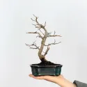 CHARME "Carpinus" 1-9
