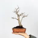 CHARME "Carpinus" 1-10