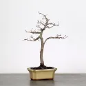 CHARME "Carpinus" 1-11