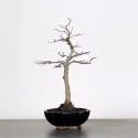 CHARME "Carpinus" 1-13