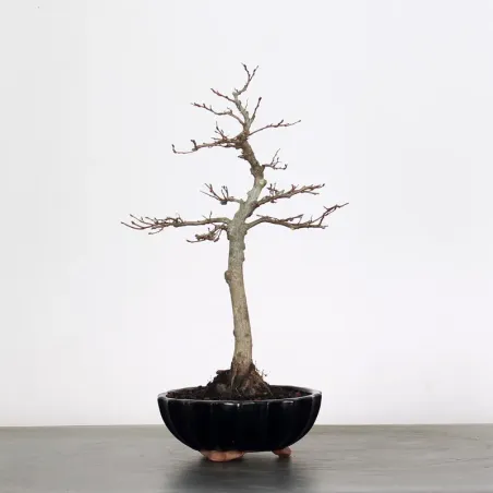 CHARME "Carpinus" 1-13