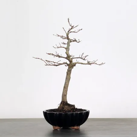 image supplémentaire - CHARME "Carpinus" 1-13