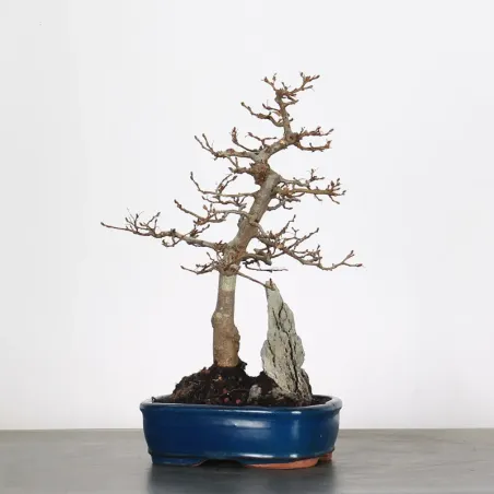 image supplémentaire - CHARME "Carpinus" 1-16