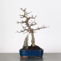 CHARME "Carpinus" 1-16
