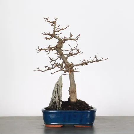 CHARME "Carpinus" 1-16