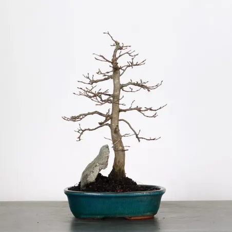 CHARME "Carpinus" 1-17