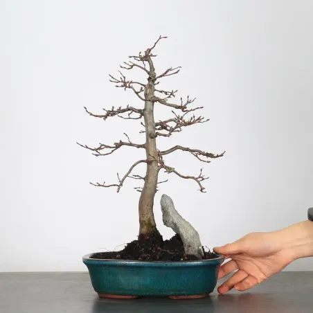 image supplémentaire - CHARME "Carpinus" 1-17