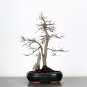 CHARME "Carpinus" 1-18
