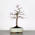 CHARME "Carpinus" 2-1