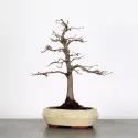 CHARME "Carpinus" 2-2