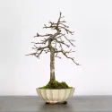 CHARME "Carpinus" 2-5