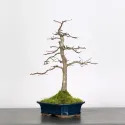CHARME "Carpinus" 2-6