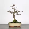 CHARME "Carpinus" 2-8