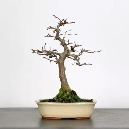 Bonsai Charmes CH-2-8