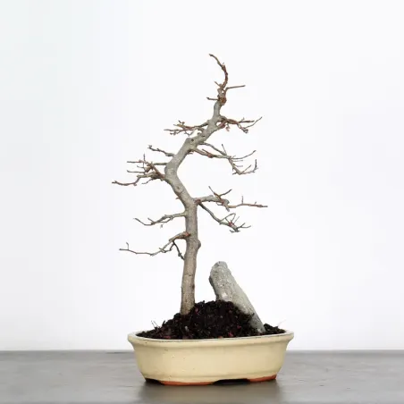 image supplémentaire - CHARME "Carpinus" 2-9
