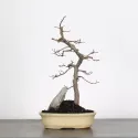 CHARME "Carpinus" 2-9