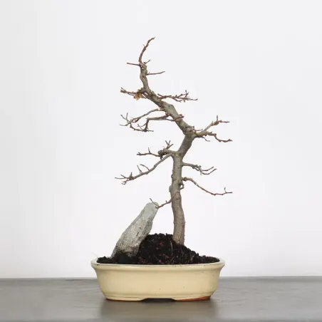 Bonsai Charmes CH-2-9