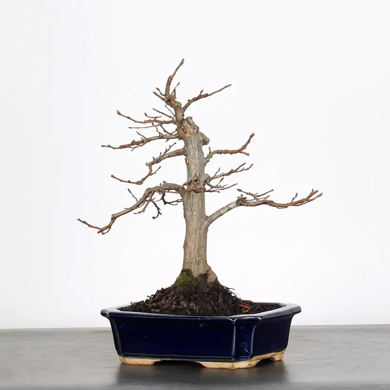 image supplémentaire - CHARME "Carpinus" 2-19